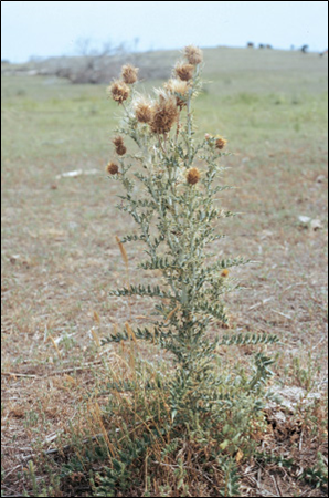 Yellowspine thistle
